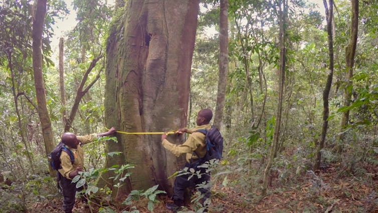 Two people measure a tree trunk with a yellow tape measure