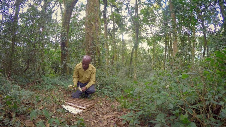A person sorts through leaves on the forest floor