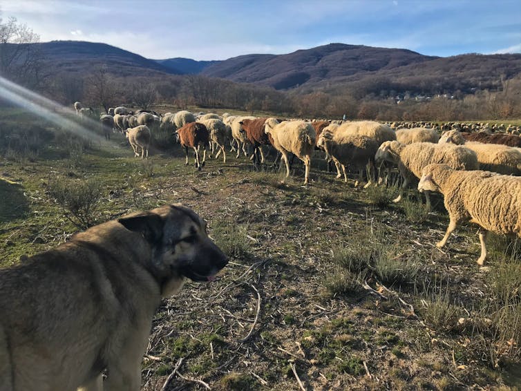A large dog watching a flock of sheep.