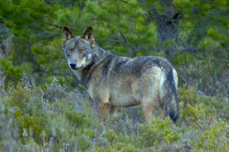 A wolf stares at the camera in a woodland clearing.