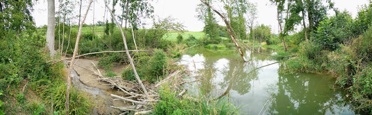 Beaver dam of branches with deep river on one side and trickle of water in river bed the other side.