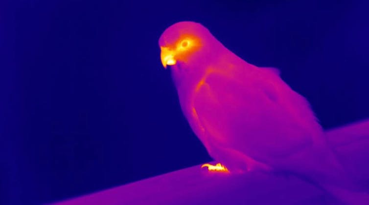Thermal image of a king parrot, showing that the beak in yellow