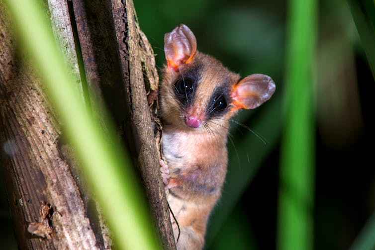 an opossum on a branch