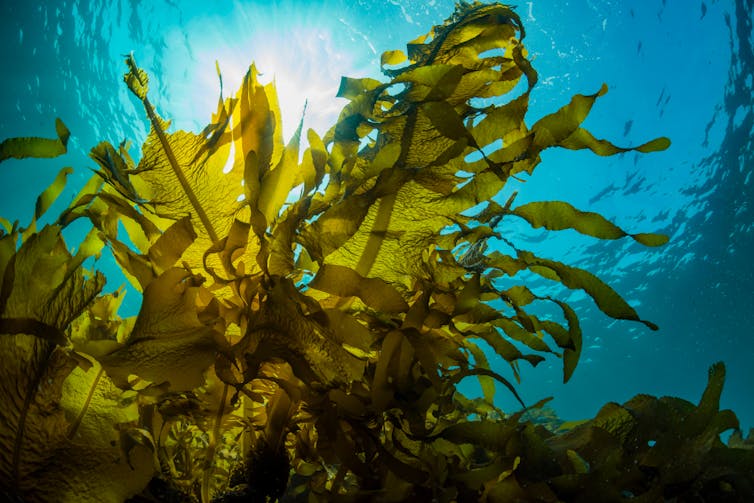 seaweed in ocean