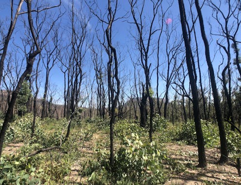 Climate change is testing the resilience of native plants to fire, from ash forests to gymea lilies