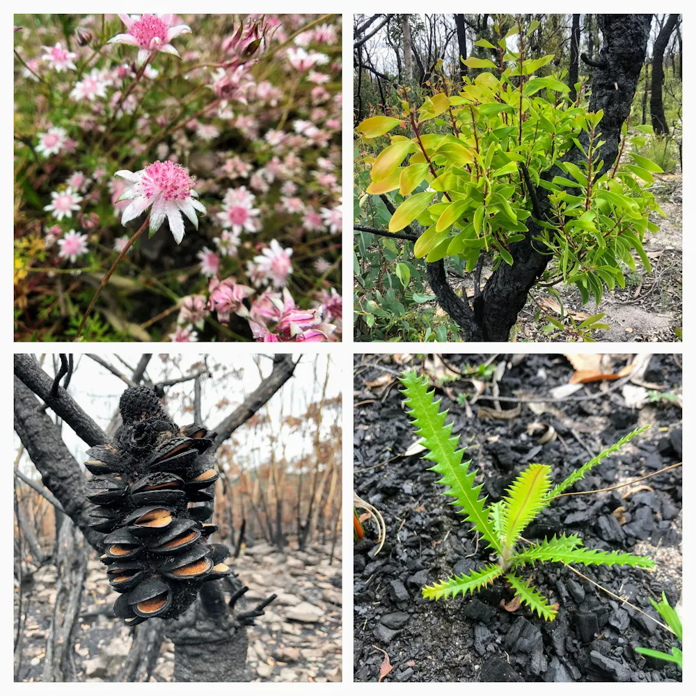 Climate Change Is Testing The Resilience Of Native Plants To Fire From climate-change-is-testing-the-resilience-of-native-plants-to-fire-from