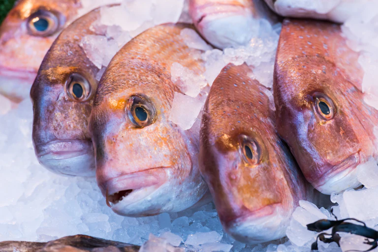 Cinco peces muertos expuestos sobre capa de hielo.