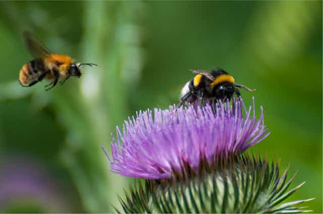 Bumblebees land on a thistle
