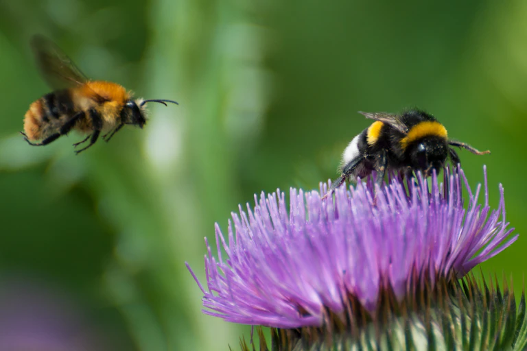 Bumblebees land on a thistle