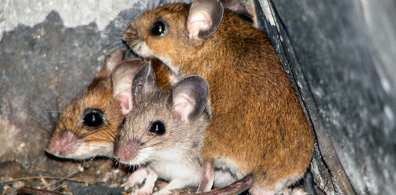 Three mice. 3 Мыши. Церковная мышь. 3 Мыши картинка. Мышь видео.