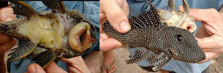 Two images of fish held in person's hands