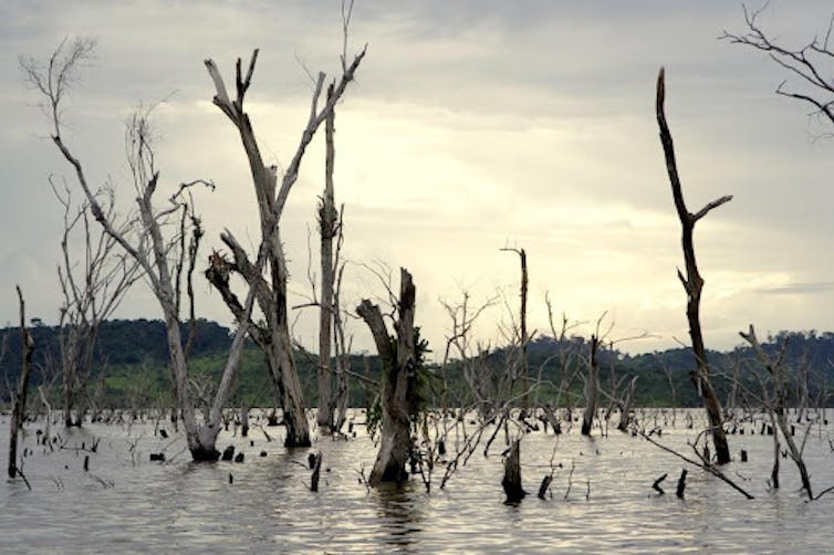 Drowned trees in the midst of a riverbed