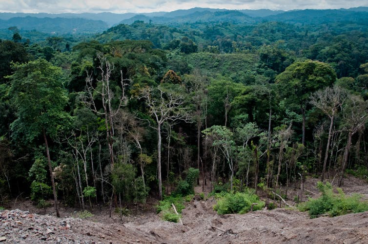 Decades Of Data Show We Are Over-Exploiting Tropical Rainforests 43 A Tropical Forest Near Congo Brazzaville