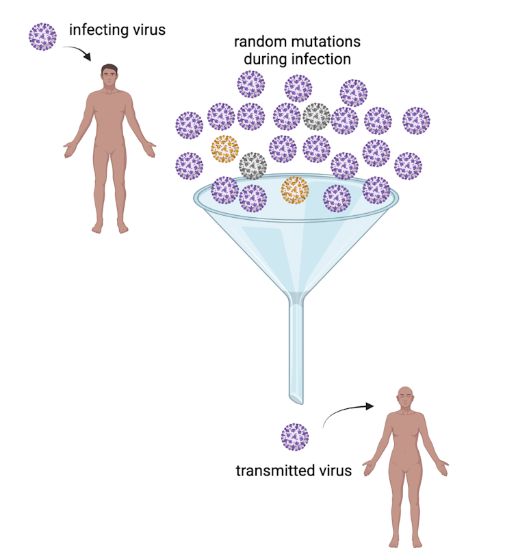 Massive numbers of new COVID–19 infections, not vaccines, are the main driver of new coronavirus variants