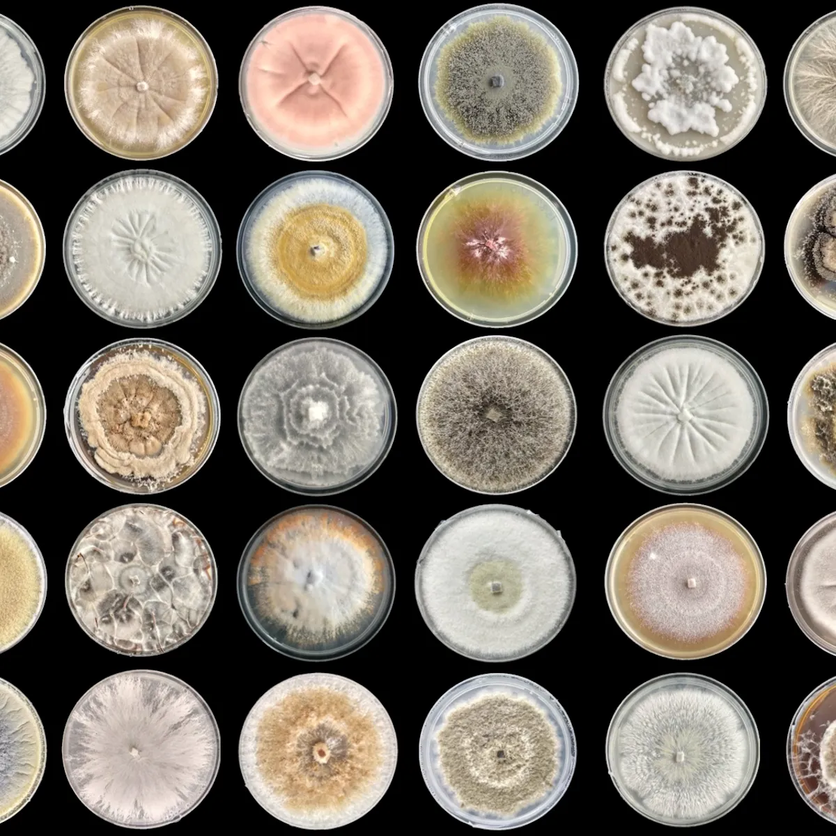 The World Is Desperate For New Antibiotics And New Zealand S Unique Fungi Are A Source Of Promising Compounds