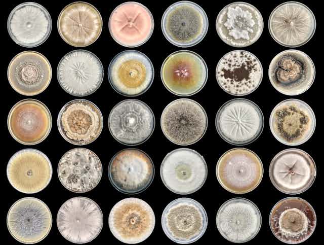 Petri dishes with fungi growing on them