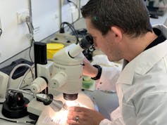 Scientist looking down a microscope