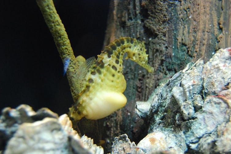 Pregnant male seahorses support up to 1,000 growing babies by forming a placenta