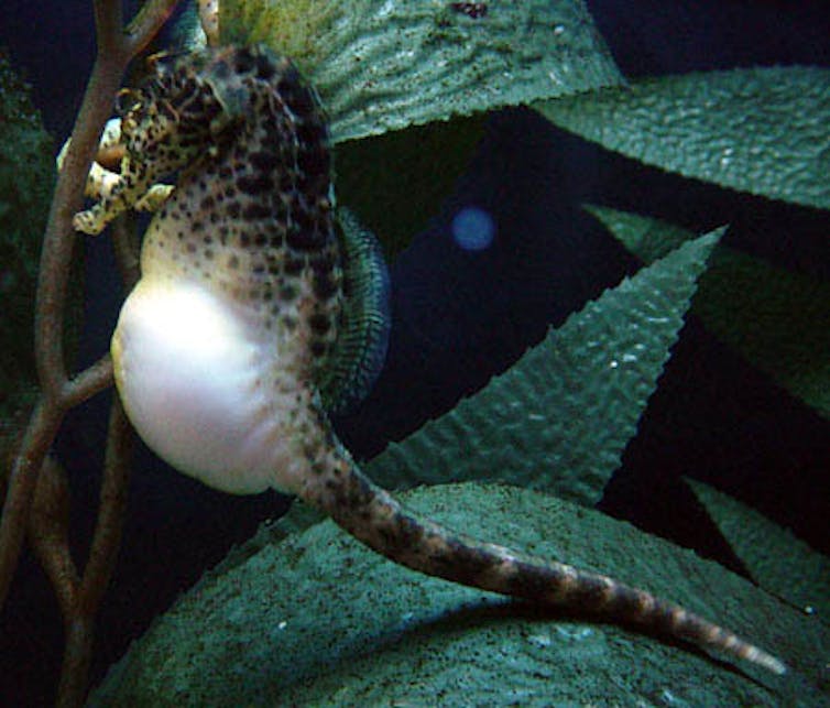 Pregnant male seahorses support up to 1,000 growing babies by forming a placenta
