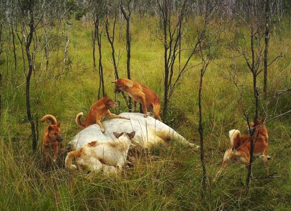 Dingo Hunting Its Prey