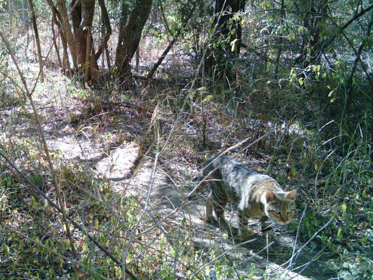 Nous Avons Voulu Savoir D Ou Venaient Ces Mysterieux Chats Des Forets De Madagascar Voici Ce Que Nous Avons Decouvert Nous Avons Voulu Savoir D Ou Venaient Ces Mysterieux Chats Des Forets De Madagascar Voici Ce Que Nous Avons Decouvert