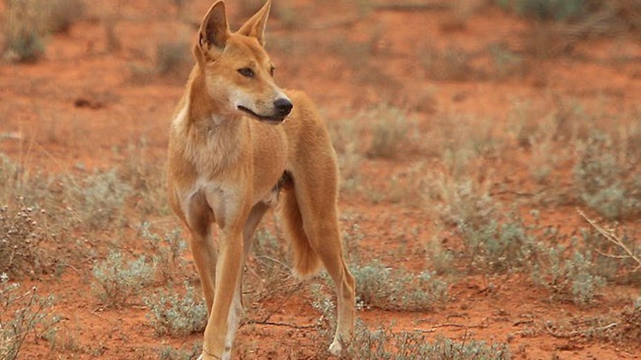 Want Dingoes To Leave People Alone Cut The Junk Food