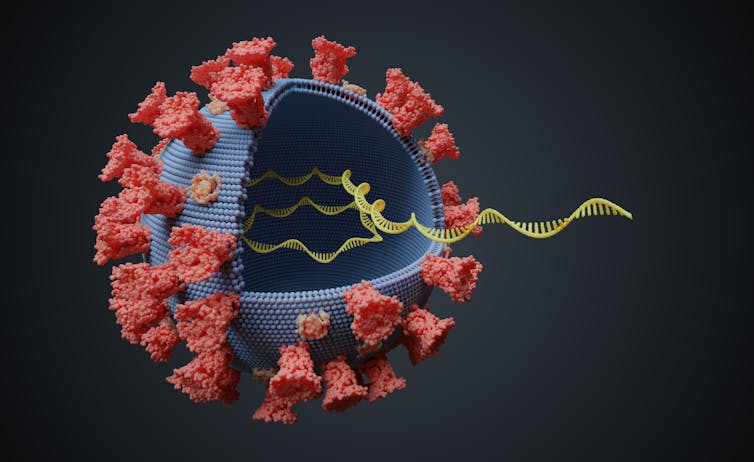 A coronavirus cut open showing a strand of RNA.