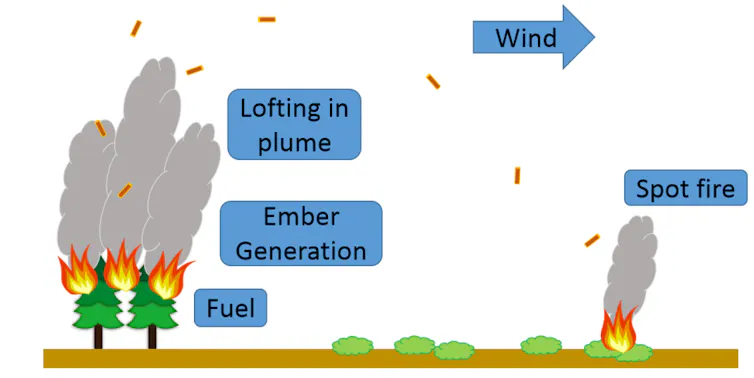 An illustration of firebrands from burning trees traveling on the wind to a location well away from the original fire