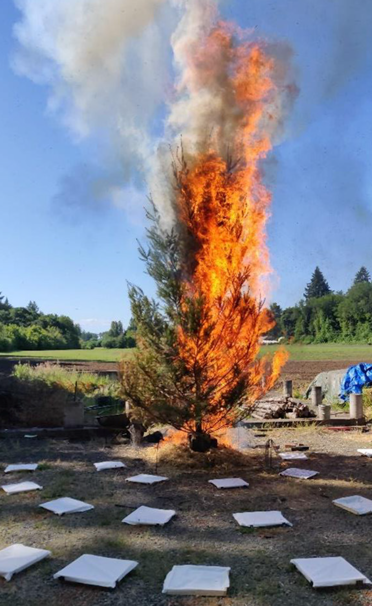 A burning fir tree with white square around it.