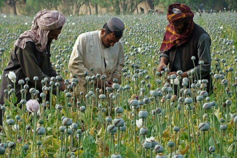 Afghan farmers inspect poppies in a field of opium in Helmand province.
