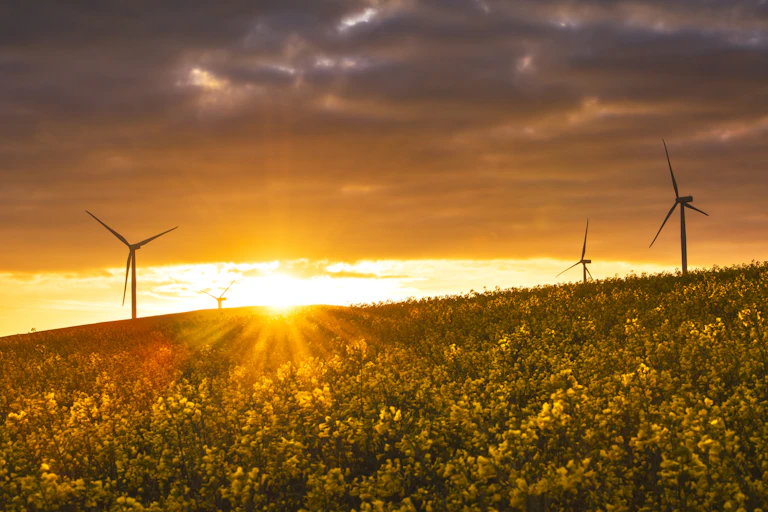 wind turbines in field at sunrise