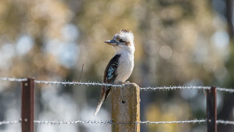 How urban soundscapes affect humans and wildlife — and what may have changed in the hush of lockdown