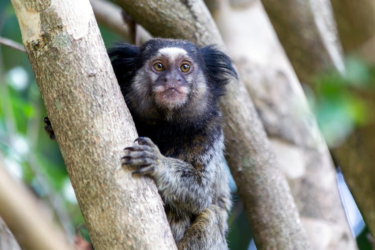 How urban soundscapes affect humans and wildlife — and what may have changed in the hush of lockdown