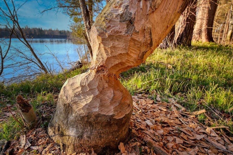 A tree gnawed by beavers