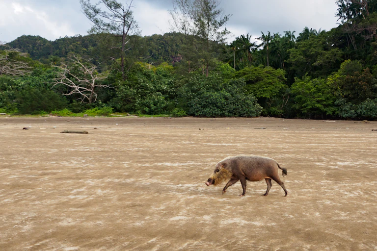 bearded pig on beach