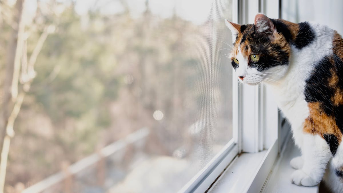Research Reveals Why Pet Owners Keep Their Cats Indoors And It S Not To Protect Wildlife