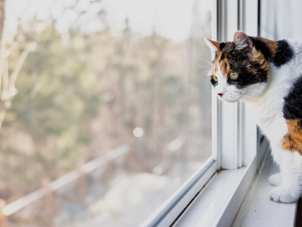 Research Reveals Why Pet Owners Keep Their Cats Indoors And It S Not To Protect Wildlife
