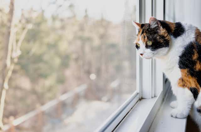 cat looks out window
