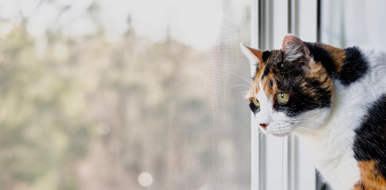 Over 300 Cats Die In The Uk From Illness That Could Be Linked To Toxic Pet Food Abc News