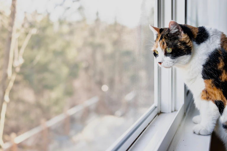 cat looks out window