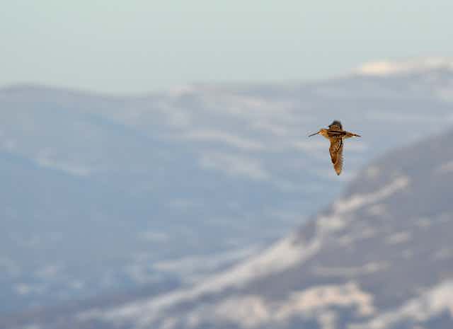 A great snipe full-winged over some mountains.