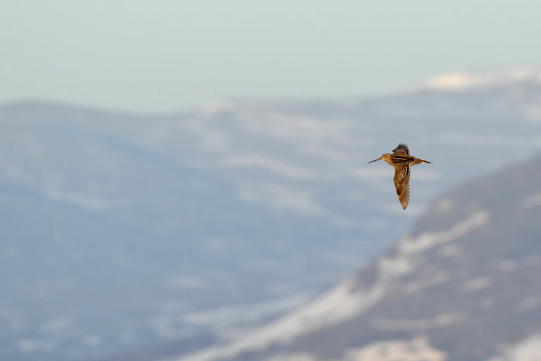 A great snipe full-winged over some mountains.