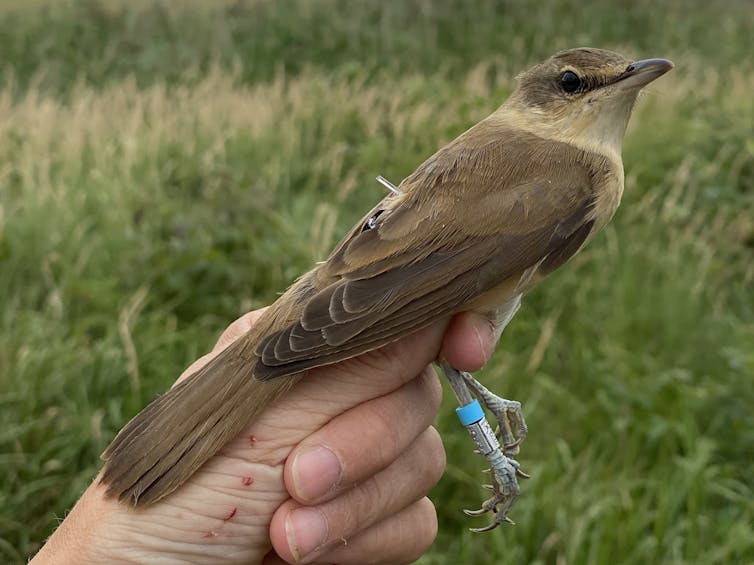 A great reed warbler being held in the hand of a researcher with a datalogger tracker attached to its leg.