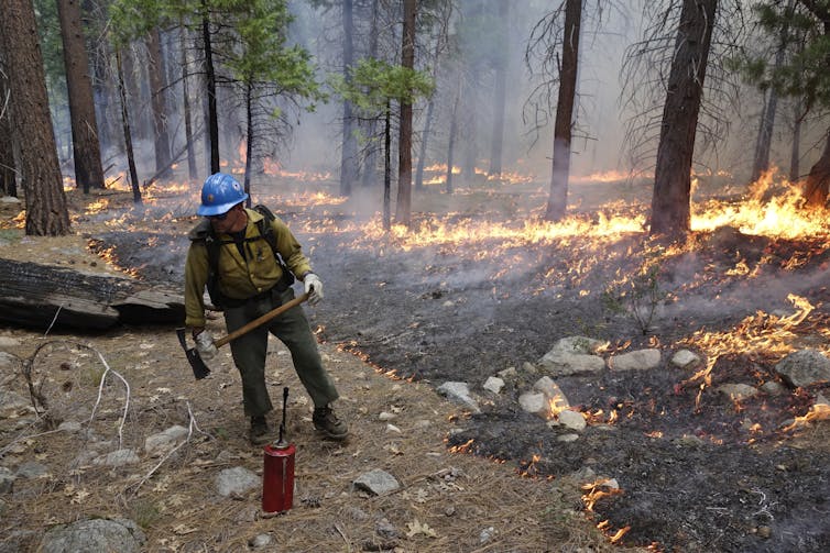 A firefighter with with an ax and drip canister keeps an eye on a low-intensity fire burning among trees.