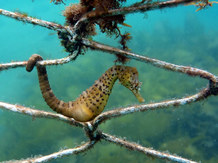 Pregnant male seahorses support up to 1,000 growing babies by forming a placenta Pregnant male seahorses support up to 1,000 growing babies by forming a placenta