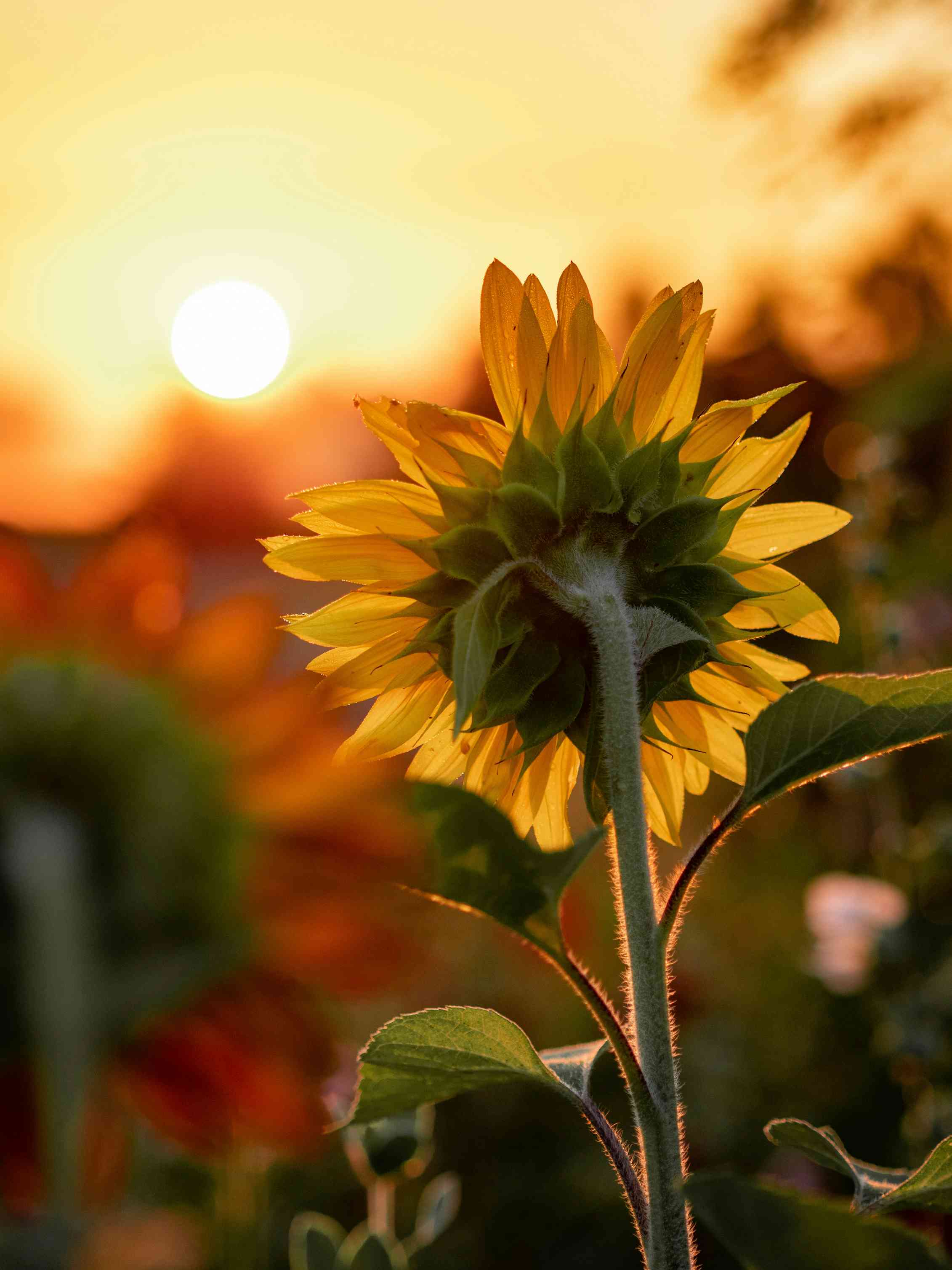A sunflower facing a setting sun