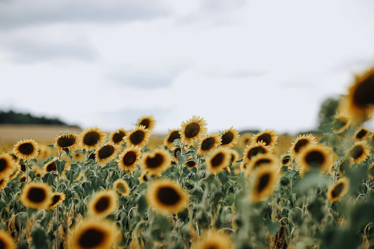 Sunflowers on a cloudy day