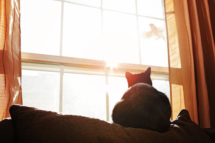 cat watches bird through window