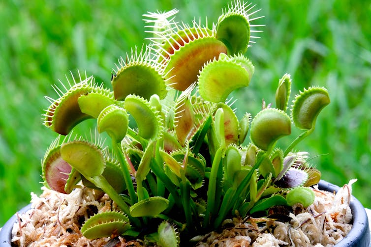 Venus fly trap