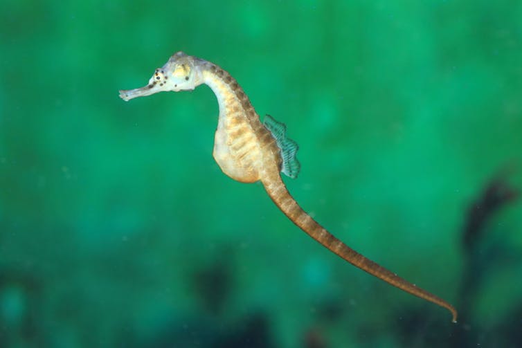 A Pot-belly seahorse (Hippocampus abdominalis) floats in water